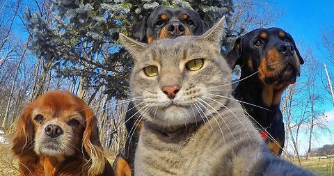 Funny Dogs And Cats Videos 2023 - Best Animal Videos Of The Month