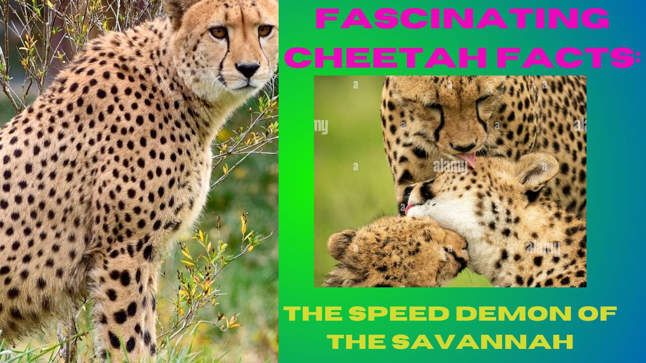 Facinating cheetah