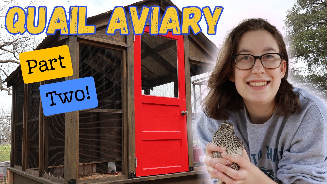 Finishing My Daughter's Quail Aviary | Part 2