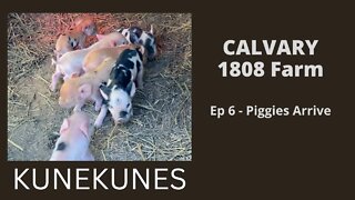 Ep 6 - Piggies have arrived