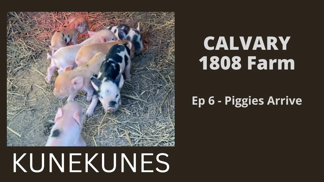 Ep 6 - Piggies have arrived