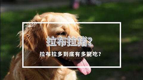 拉布拉多，为什么被叫拉布拉猪？