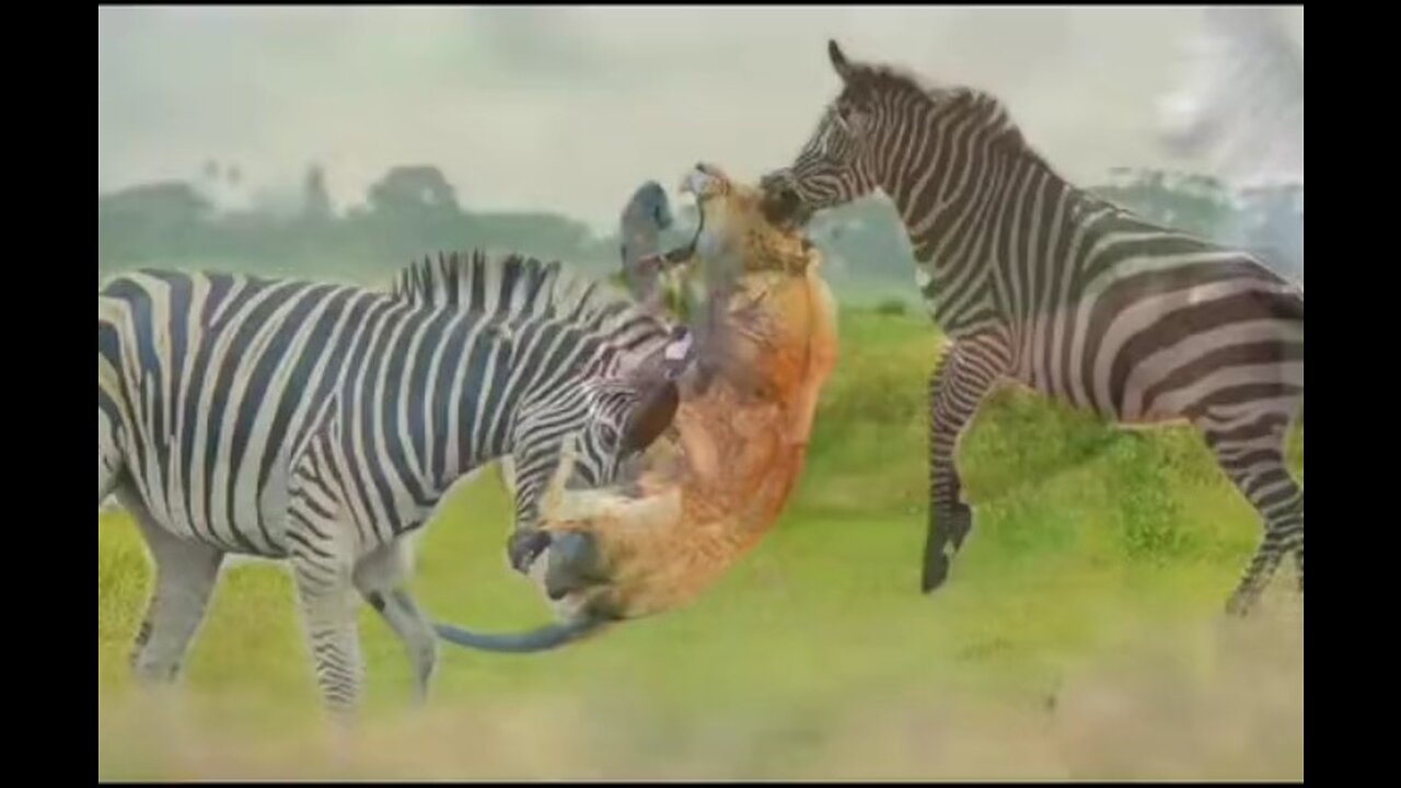 Lionking🐎🐎 Hunting Zebra