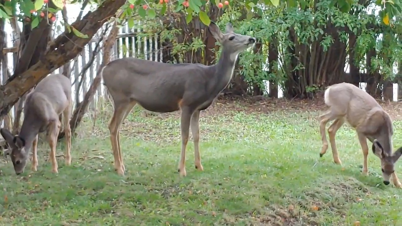 Deer teaches her fawn how to pick apples