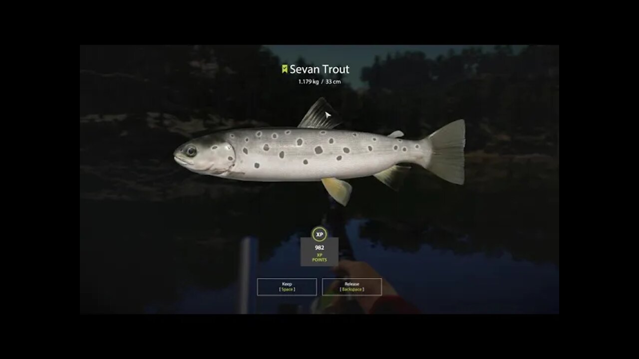 Russian Fishing 4 Kuori lake Sevan Trout 1.179 Kg