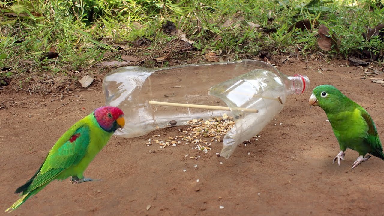 Easy Bird Trap - Simple Unique Parrot Trap Using Plastic Bottles