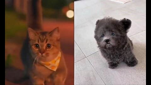 Cute kitten and dog