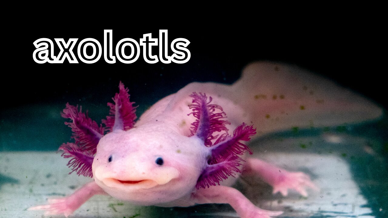 "Ultimate Guide to Axolotls: Care, Facts, and Fun!"