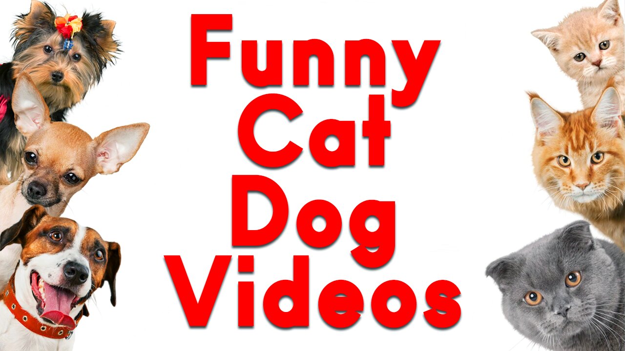 π πBest Funny Animal Videos of 2022 - Funniest Cats And Dogs Video π π
