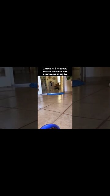 não pode ouvir o pote de ração balançando 😂😂😂