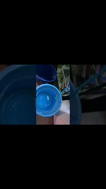 How to Drip Acclimatise new fish 🐟 Without stressing them out - Subscribe for more