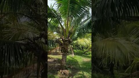 coconut #shorts