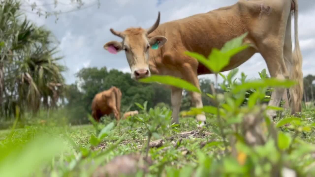 Severe, erratic weather impacting Treasure Coast farmer