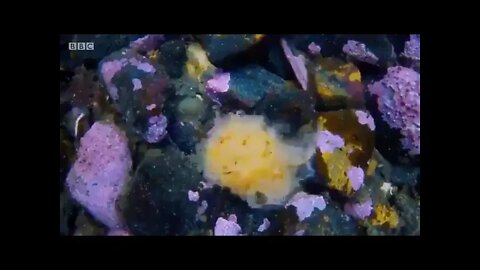 Eating Behaviour of Sea Cucumber