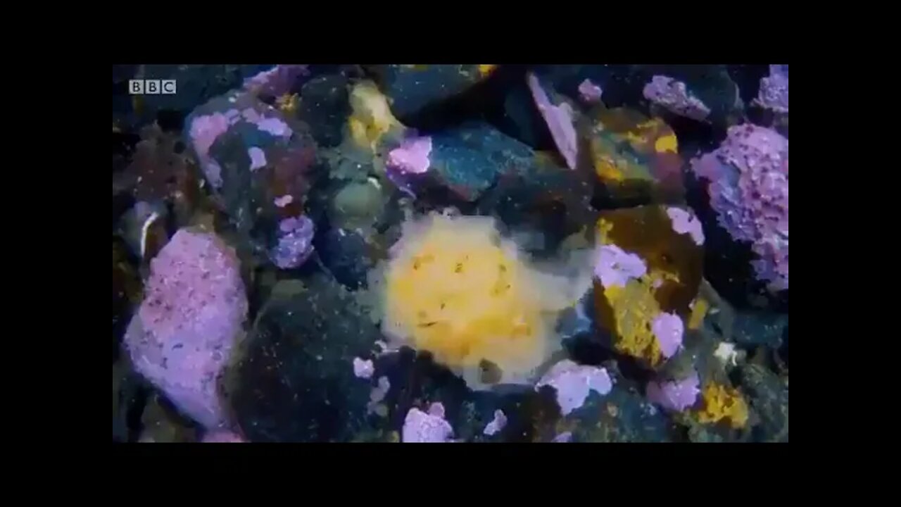 Eating Behaviour of Sea Cucumber