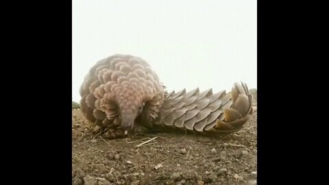 Pangolins