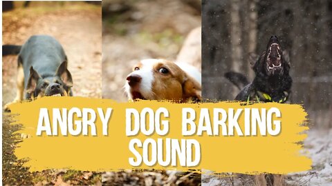 Angry Dog Barking Sound, Funny cute pets lovers, #dog #dogs #doglover