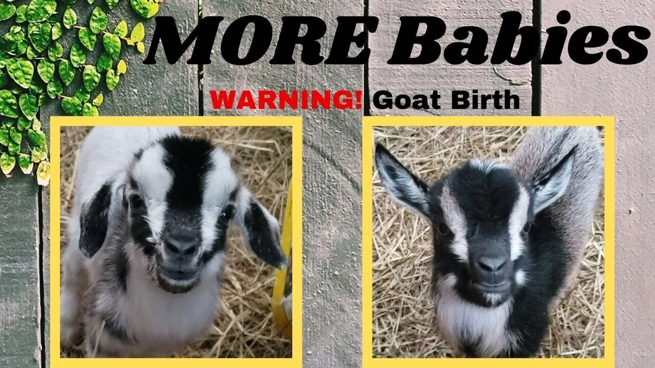 WARNING!! GOAT BIRTH!! We have MORE new babies