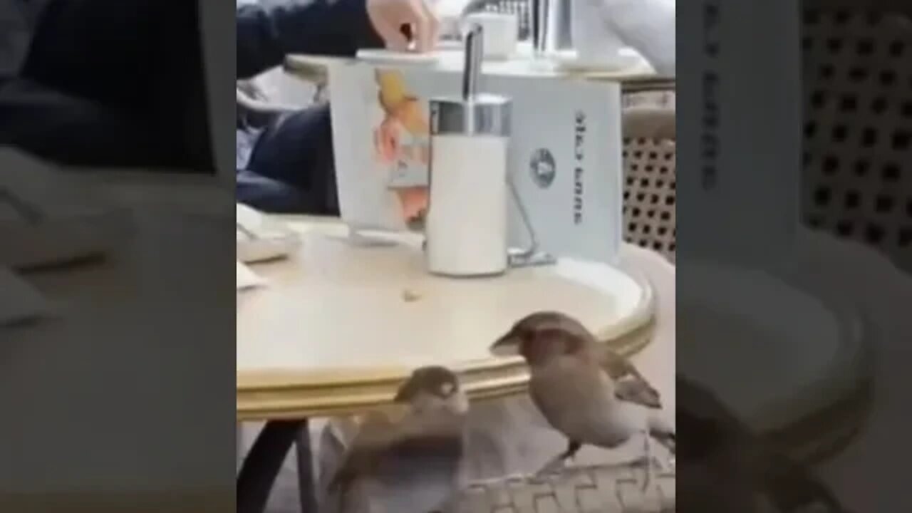 Sparrow feeding her baby amazing ❤️❤️
