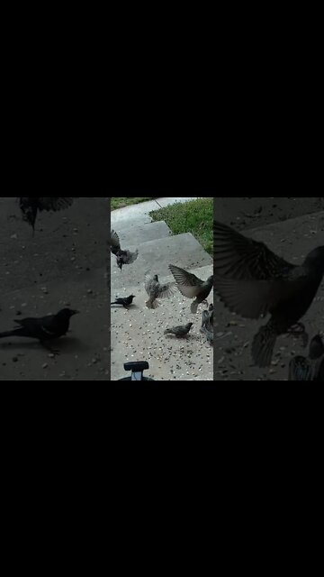 Starlings Fighting In Slow Motion #Shorts 🌳