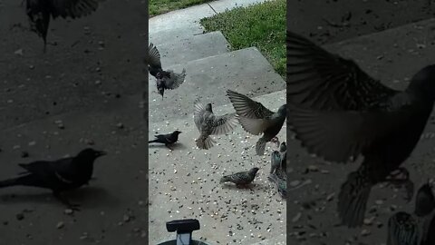 Starlings Fighting In Slow Motion #Shorts 🌳