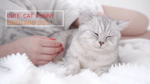 FUNNY CATS ANIMALS 🐾 New Funniest Animals Video 2023 😂