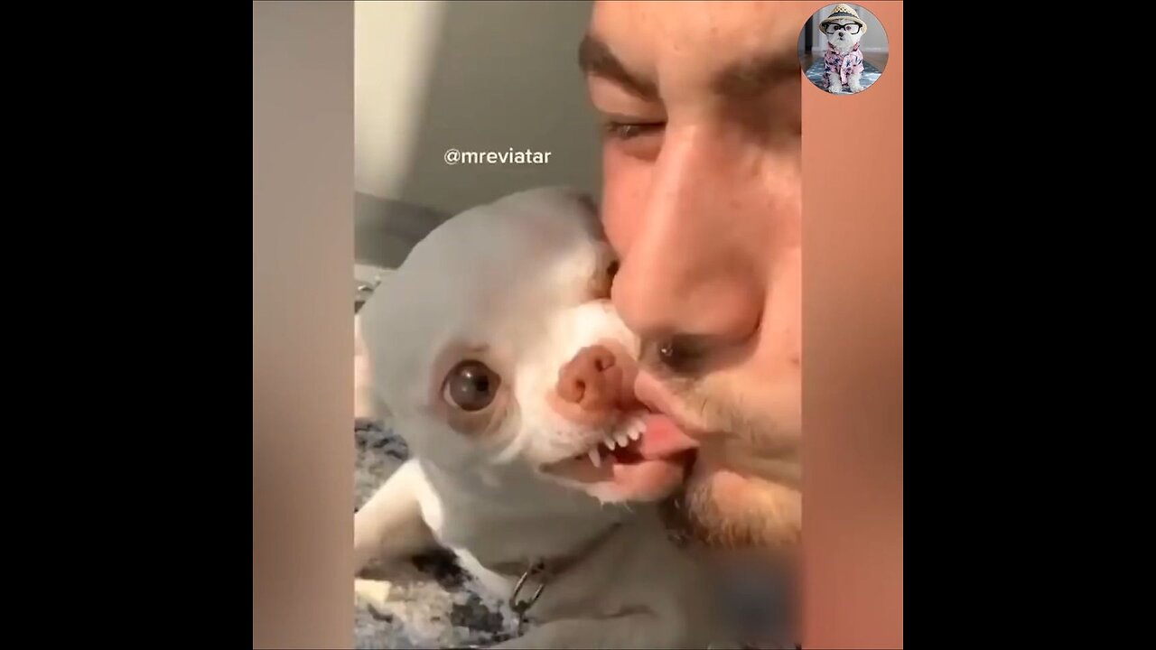 Funny and angry dogs and their owner 😁🤣😁😂.