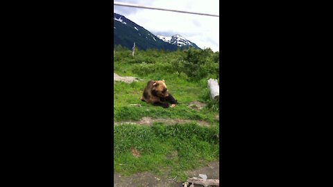 Cool Brown bear