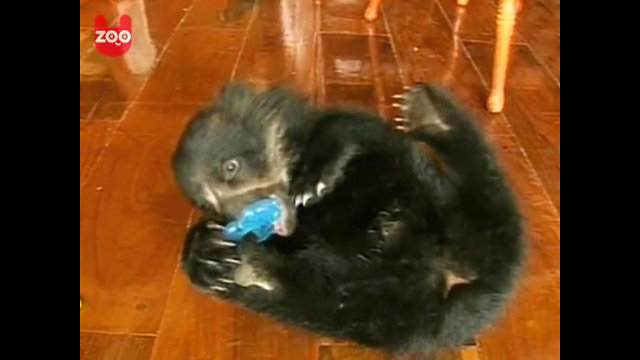 Bear Cub Falls Off Furniture