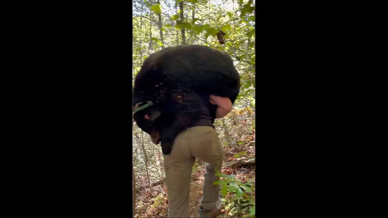 225lb black bear carried 200yds in Telico Plains