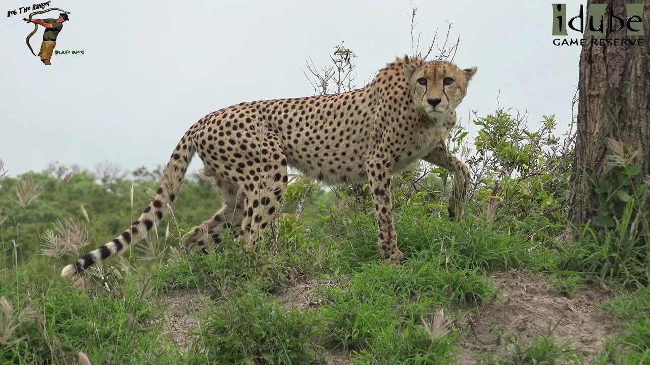 Male Cheetah On Cloudy Day