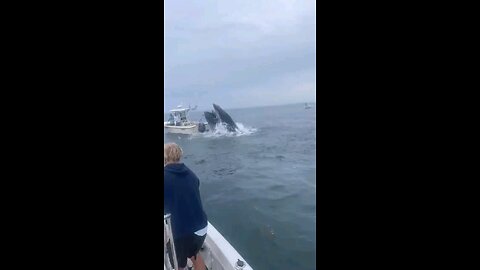 Some played f#ck around and find out with a whale. Portsmouth NH today.