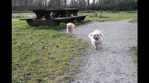 Doggies !