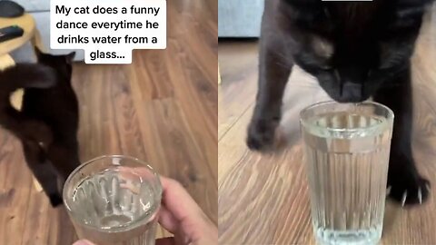 Cat Water dance