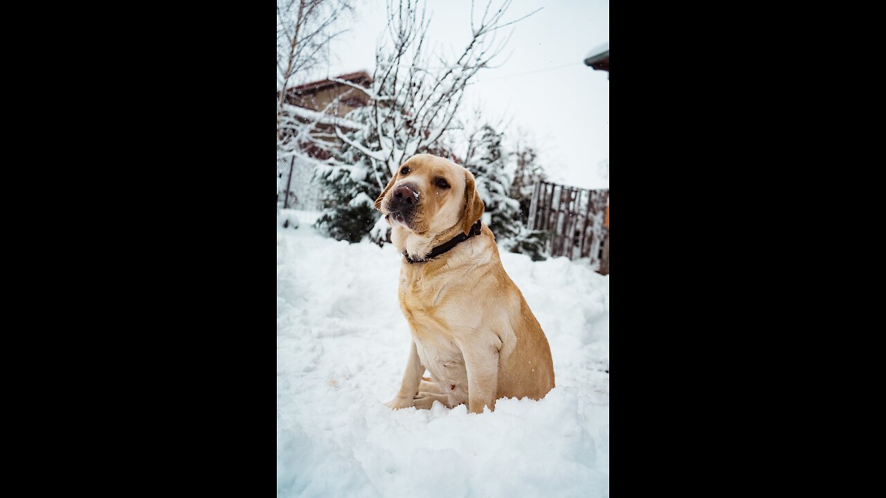 DOG SNOW