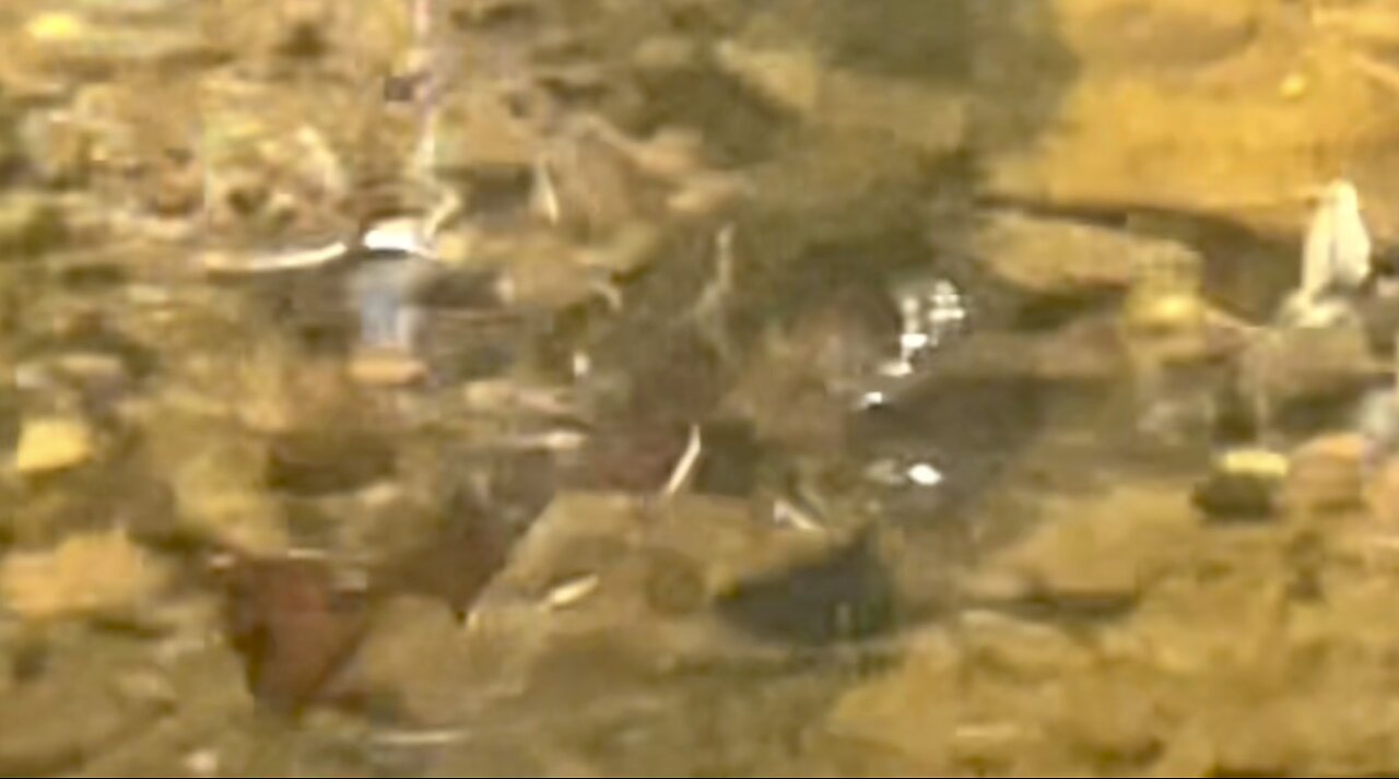 Mating trout spawning brook trout