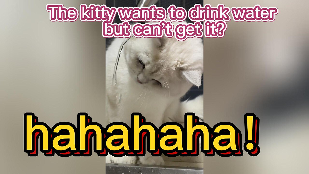 A cat that wants to drink water, but can't get it