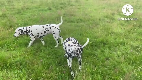 Cute-dogs_playing _in _the _field so_ friendly_ with _kids _pet