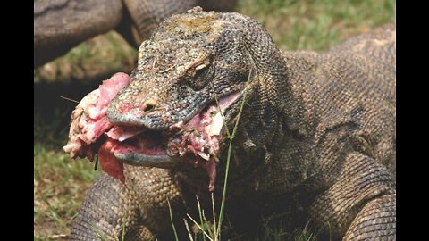 772. Reptilians Throwing Up Humans and Gulping Them Down