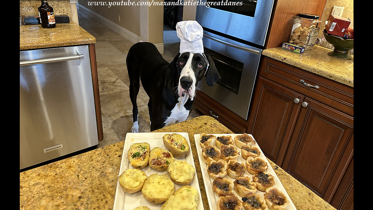 Great Dane loves to sample delicious comfort food