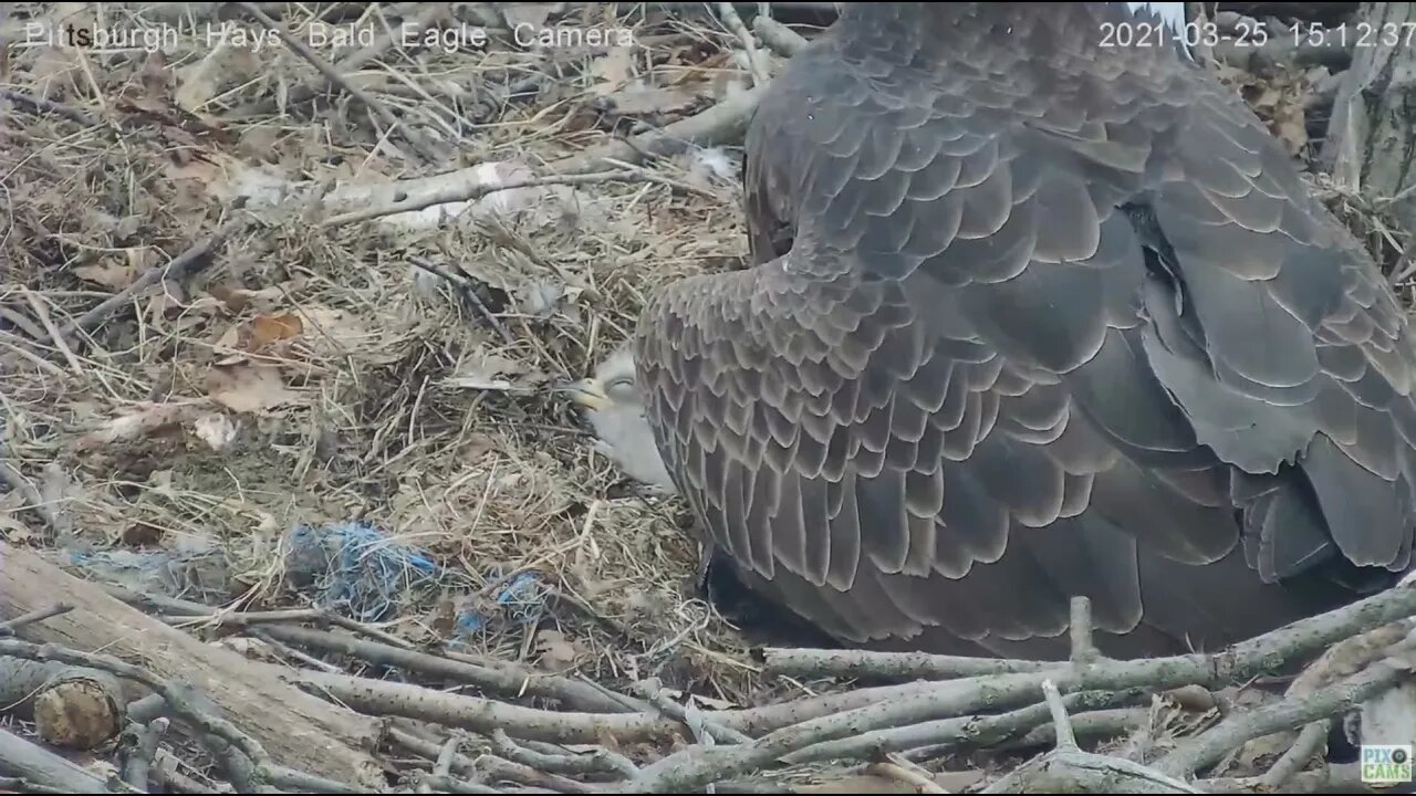 Hays Eagles H13 view of Eaglets Ear 2021 03 25 15:12