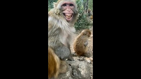 laughing monkey short 🤣🤣