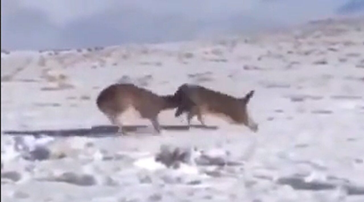 Park ranger uses a shotgun to separate (and save) two antler locked bucks - HaloRock