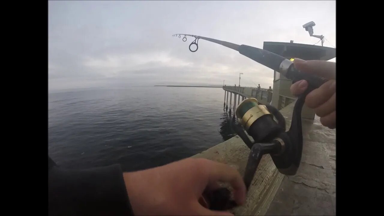 Ocean Beach Pier Fishing Bonito!