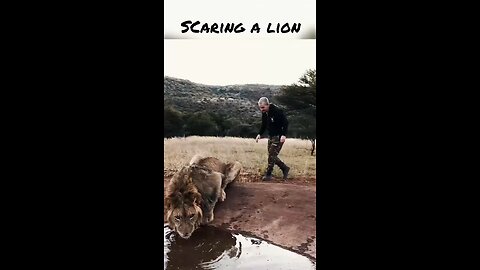 Animal 🦁 lion 🦁 scaring a lion 🦁