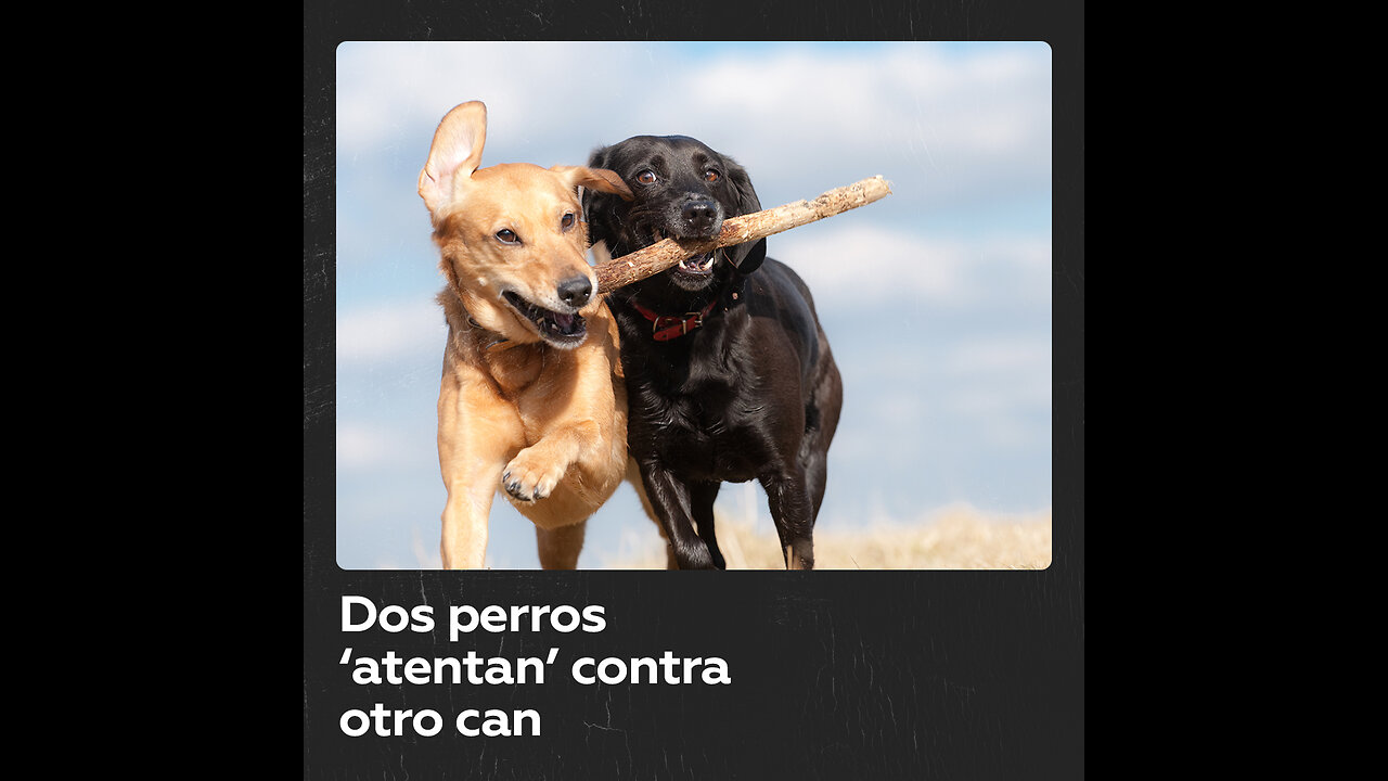 Dos perros empujan a otro can desde una azotea y este se salva gracias a una piscina inflable