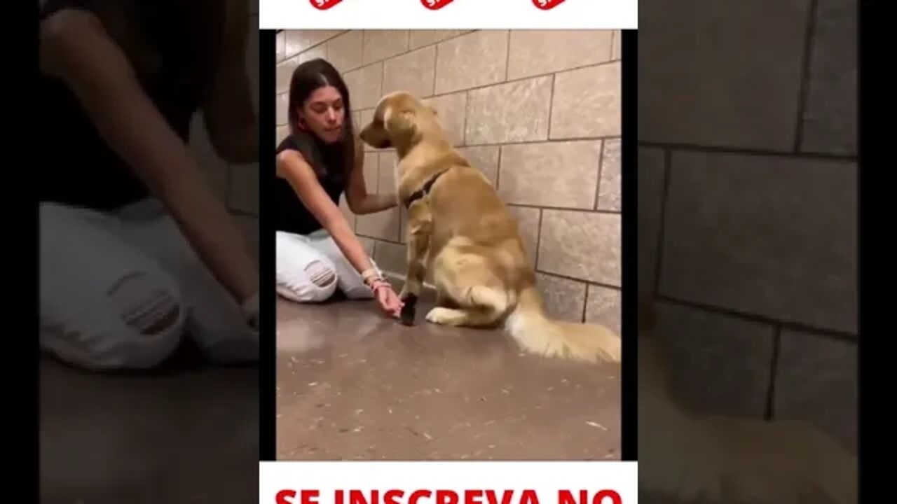 Cachorro com medo do passarinho #shorts