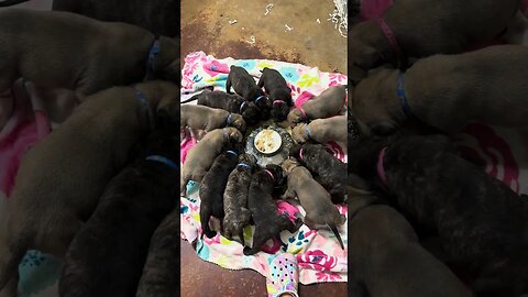 Ch rose litter learning to eat out of bowl ! LonelyCreek bullmastiff