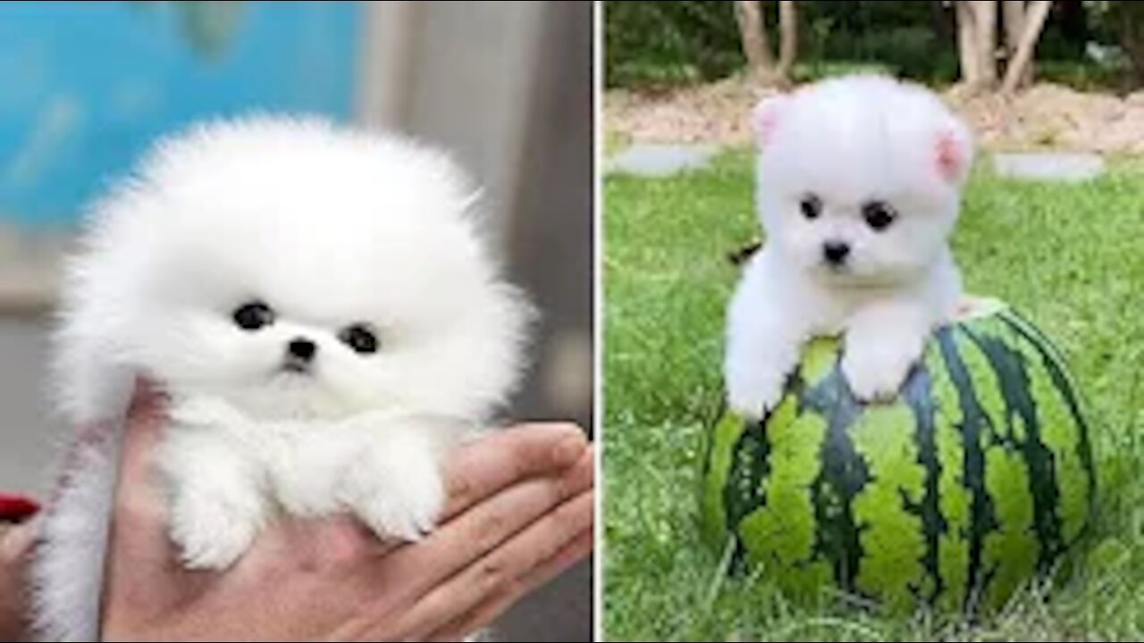 Super Cute Pomeranian Videos Compilation Part #2