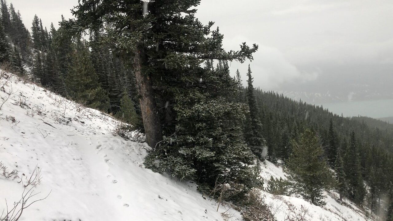 Dog carrying log on snowy mountainside